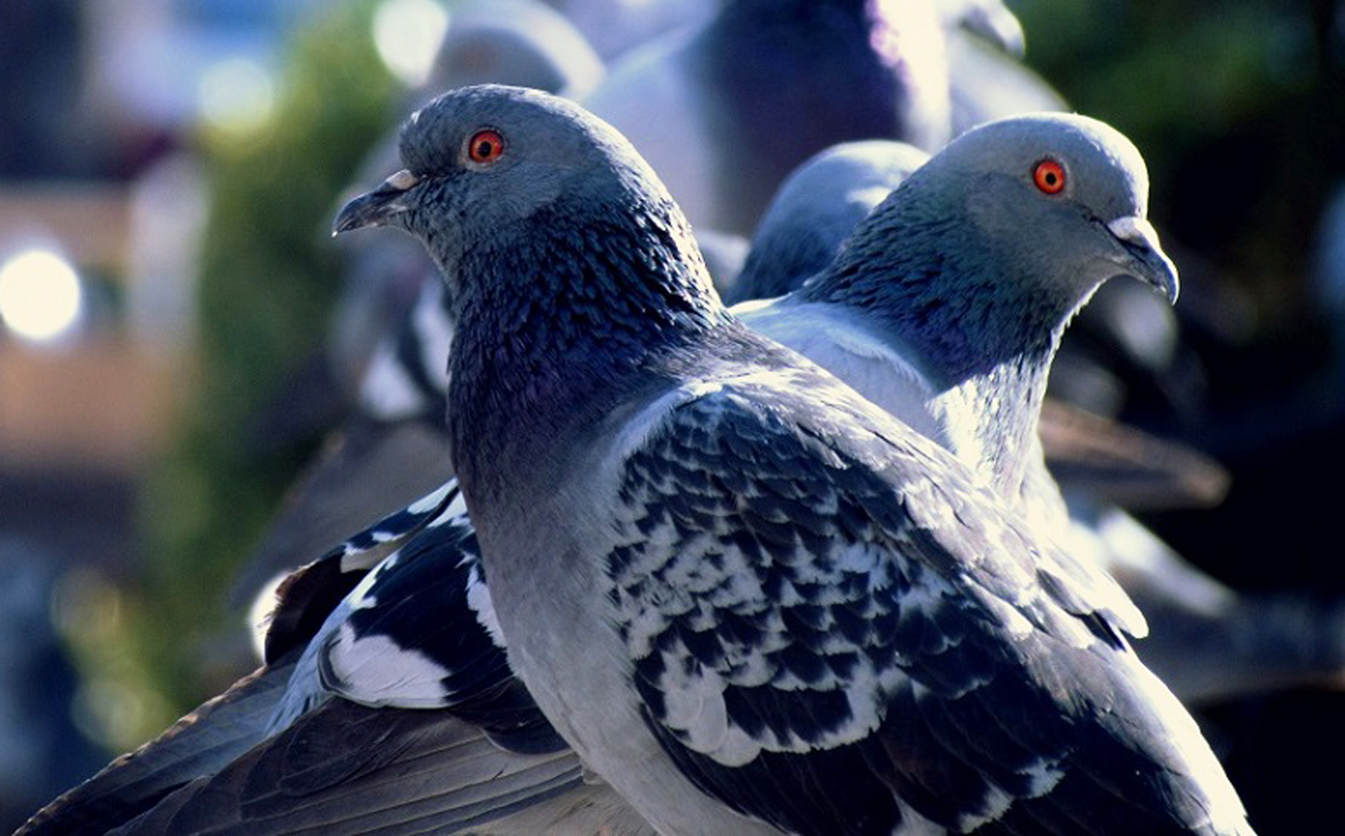 Увидеть голубя на улице примета. Воркование голубей. Толкование голубей. Голубиное воркование в парке звуки. Как видит голубь 360 градусов.